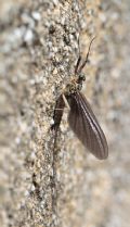 Rhithrogena semicolorata