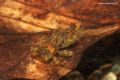Ecdyonurus venosus