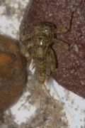 Ecdyonurus sp.