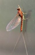 Rhithrogena sp.