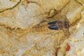 Rhithrogena sp.