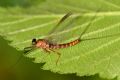 Ecdyonurus sp.