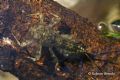 Ecdyonurus venosus