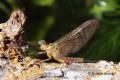 Ecdyonurus venosus
