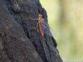 Ecdyonurus sp.