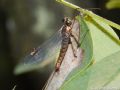Ecdyonurus sp.
