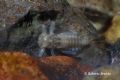 Rhithrogena sp.