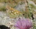 Hesperia comma