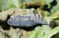 Carcharodus alceae