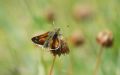 Hesperia comma