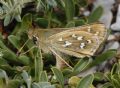 Hesperia comma