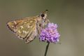 Hesperia comma