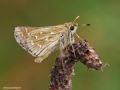 Hesperia comma