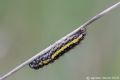 Heterogynis penella