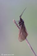 Heterogynis penella