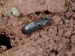 Coleoptera