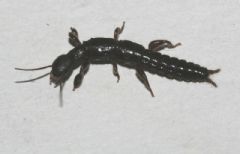 Embioptera