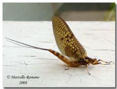 Ephemeroptera