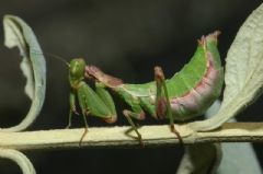 Mantodea