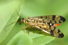 Mecoptera