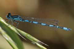 Odonata