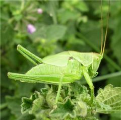 Orthoptera