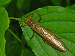 Plecoptera