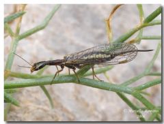 Raphidioptera