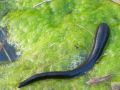 Hirudinea