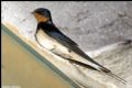 Hirundo rustica