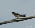 hirundo rustica