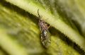 Homotoma ficus