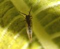 Homotoma ficus