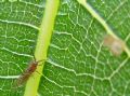 Homotoma ficus
