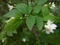 Philadelphus coronarius