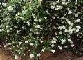 Philadelphus coronarius