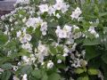 Philadelphus coronarius