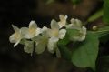Philadelphus coronarius