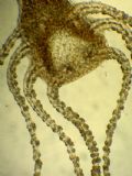 Hydra sp.