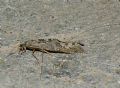 Hydropsyche sp.