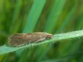 Hydropsyche sp.