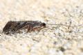 Hydropsyche sp.