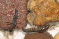 Hydropsyche sp.