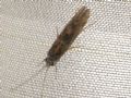 Hydropsyche sp.
