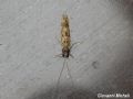 Hydropsyche sp.