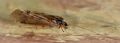 Hydropsyche sp.