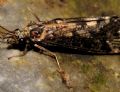Hydropsyche sp.