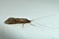 Hydropsyche sp.