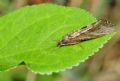 Hydropsyche sp.