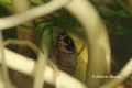 Hydropsyche sp.